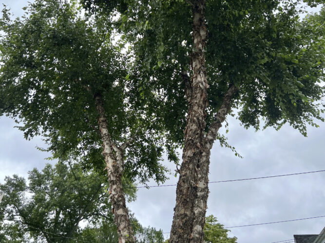 Some plants are more flammable than others. How gardeners can reduce